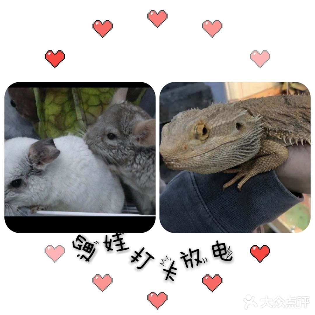 看小动物去啦[加油]