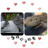 看小动物去啦[加油]