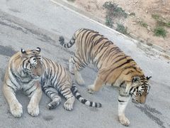 -大连森林动物园