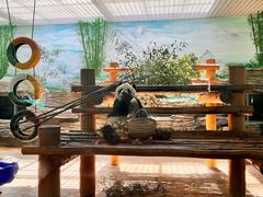 -西霞口神雕山野生动物世界