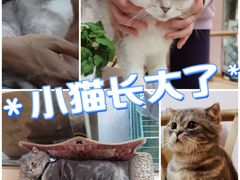 -猫咪派对(江南西店)