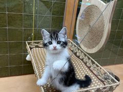 -帕帕拉兹宠物(亚洲旗舰店)