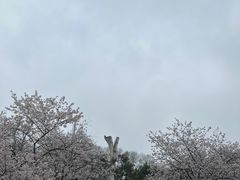 -武汉大学-樱园