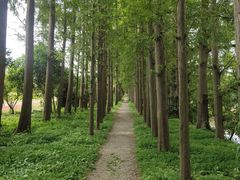 -上海长兴岛郊野公园