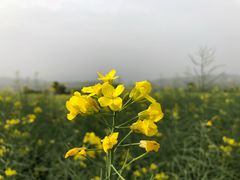-桑洲油菜花景区