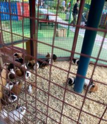 -萌宠亲子动物乐园(槐房万达店)