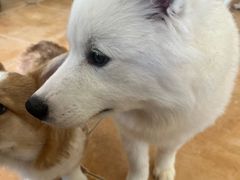 -Let's go狗咖·猫咖·奶狗·桌游(春熙路IFS店)