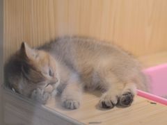 -屋虎猫馆(宝安大仟里店)