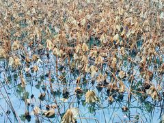 -韶山毛泽东同志故居