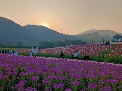 -径山花海