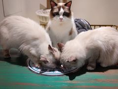 -喵喵咪呀布偶猫咖(春熙路店)