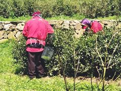 -上海佘山国家森林公园西佘山园