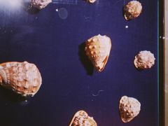 -青岛贝壳博物馆