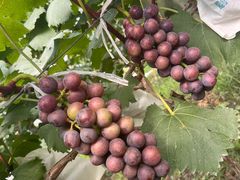 -马陆小张葡萄园农家乐