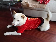 -汪说喵讲宠物乐园宠物酒店(红星美凯龙店)