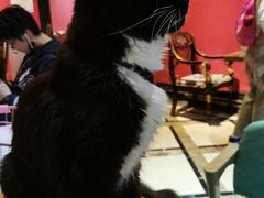 -猫色咖啡·猫咖
