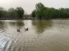-西安浐灞国家湿地公园