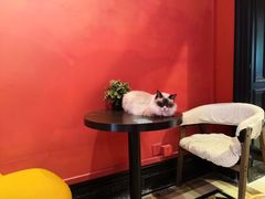 -猫色咖啡·猫咖