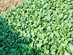 -重元寺香积厨素斋馆