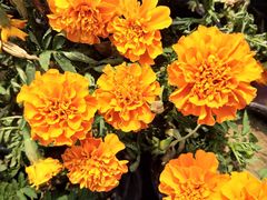 -长发西饼(道前店)