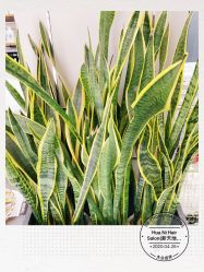 -FUTURE HN男士发型风格设计