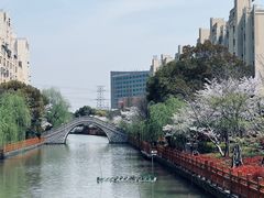 -高东镇樱花园
