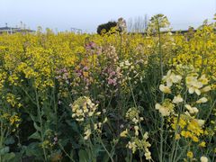 -临平南高铁站(地铁站)