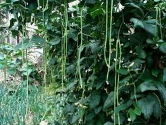 -真定郝家排骨(正定县总店)