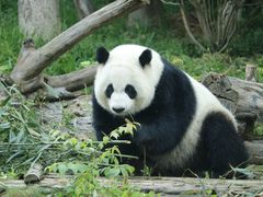 -成都大熊猫繁育研究基地