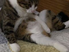 -安安宠医·臻爱宠物医院(簇锦北路分院)