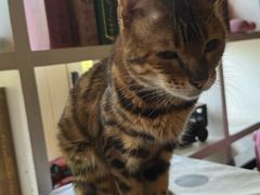 -猫小院猫主题餐厅(南锣旗舰店)