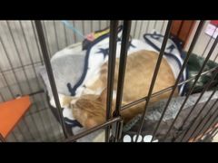 -脉冲品质汽美·贴膜(闵行店)