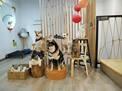 -柴迷FANS CLUB·柴犬狗咖·猫咖