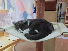 -滚猫咖啡·猫咖·猫友好撸猫(未来城店)