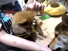 -逗柴咖啡屋·狗咖猫咖宠物桌游
