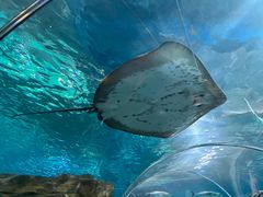 -上海海洋水族馆