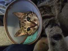 -创凡宠物医院·骨专科  猫科中心(西乡分院)