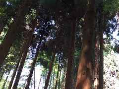-武陵山森林公园