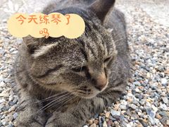 -小小莫扎特钢琴馆(香港名都店)