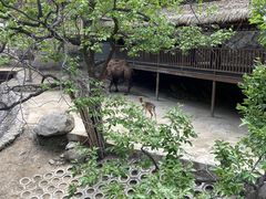 -栾川竹海野生动物园