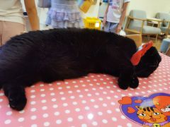 -滚猫咖啡·猫咖·猫友好撸猫(未来城店)