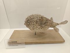 -上海海洋水族馆