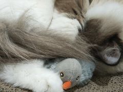-COLOR PETS 撸猫馆·购猫·猫咖(长风大悦城店)