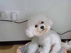 -帕帕拉兹宠物(亚洲旗舰店)