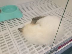 -lincat·猫舍(广州店)
