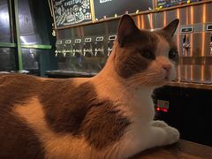 -后院儿·精酿·塔罗Happy Bar
