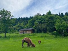 -武陵山森林公园