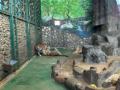 -横道河子东北虎林园