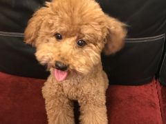 -严国平动物医院(德政总院)