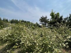 -白水寺森林公园